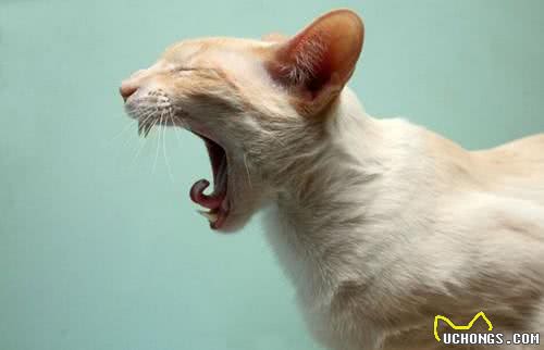 猫咪连续打喷嚏，可能是疾病导致，需要着重注意这3个方面