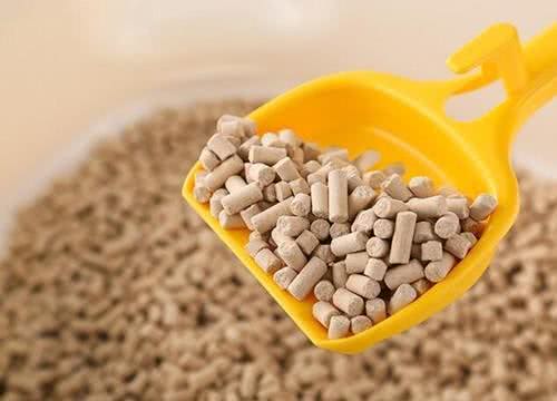 猫咪连续打喷嚏，可能是疾病导致，需要着重注意这3个方面