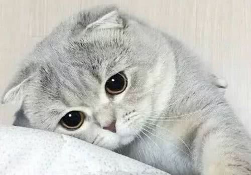 猫咪连续打喷嚏，可能是疾病导致，需要着重注意这3个方面