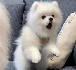 狗没有羞耻心吗，居然会跟自己的母亲交配