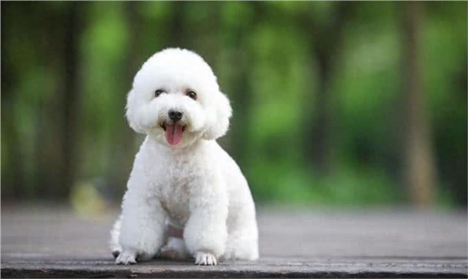 比熊犬的优缺点及性格
