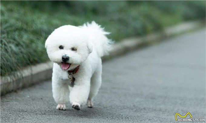 比熊犬的优缺点及性格