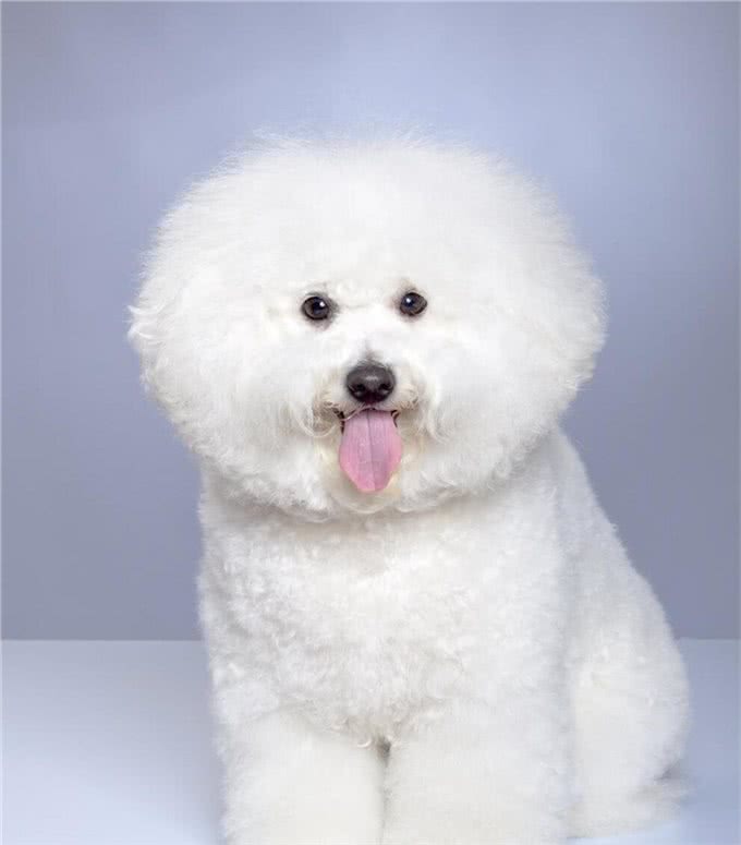比熊犬的优缺点及性格
