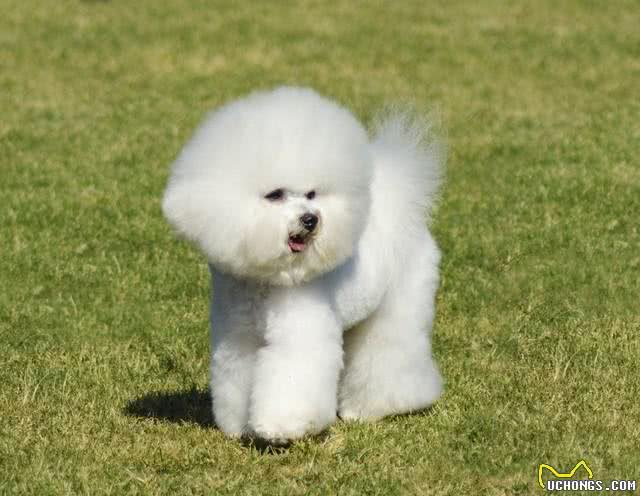 比熊犬的优缺点及性格