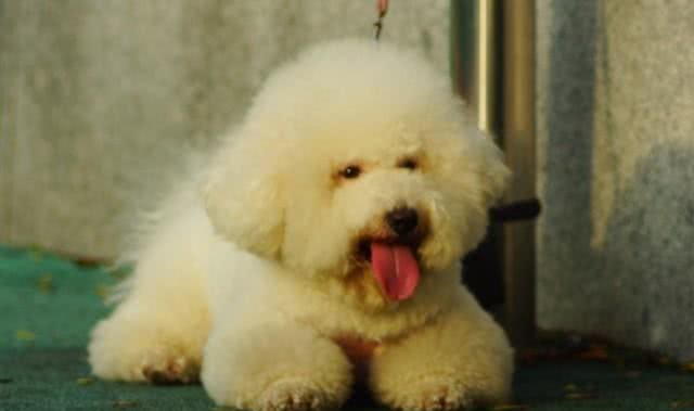 比熊犬的优缺点及性格