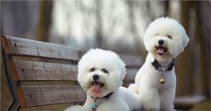 比熊犬的优缺点及性格