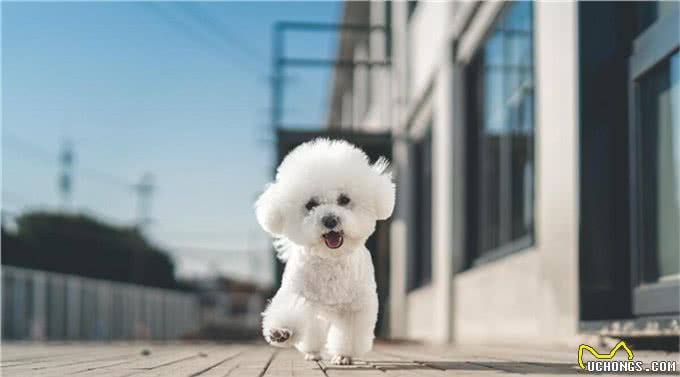 比熊犬的优缺点及性格