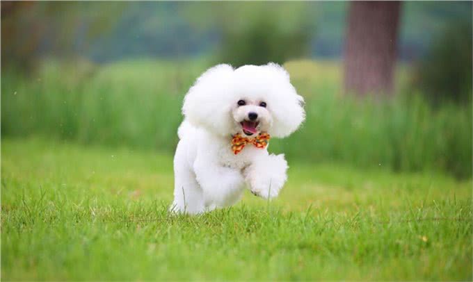 比熊犬的优缺点及性格