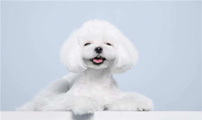 比熊犬的优缺点及性格