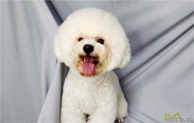 比熊犬的优缺点及性格