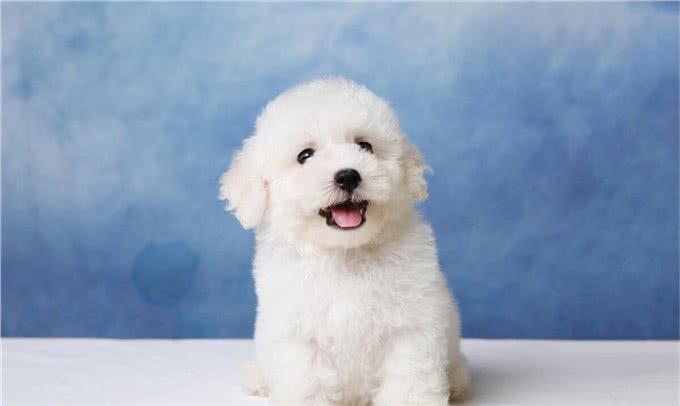 比熊犬的优缺点及性格