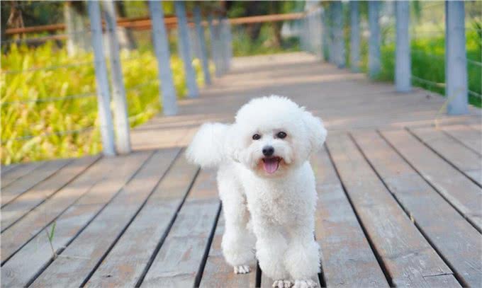 比熊犬的优缺点及性格