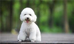 比熊犬的优缺点及性格