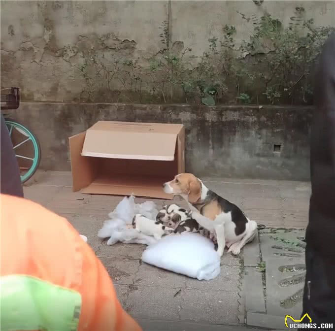7只纯种比格犬被遗弃在路边，众人十分不解：品种犬也有人丢吗?