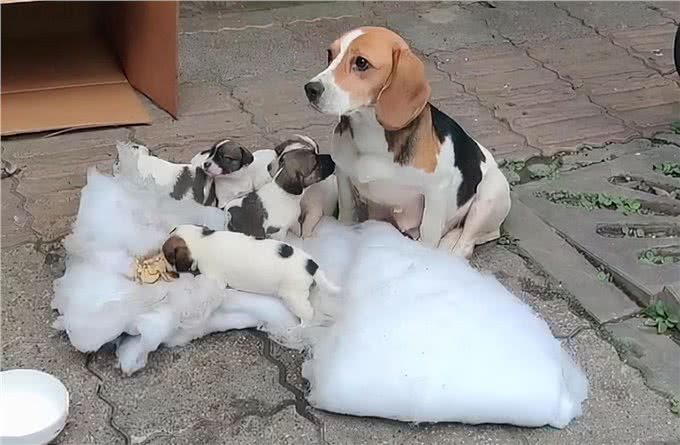 7只纯种比格犬被遗弃在路边，众人十分不解：品种犬也有人丢吗?