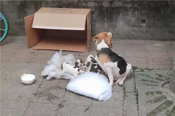 7只纯种比格犬被遗弃在路边，众人十分不解：品种犬也有人丢吗?
