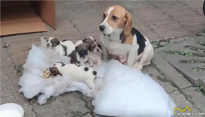 7只纯种比格犬被遗弃在路边，众人十分不解：品种犬也有人丢吗?
