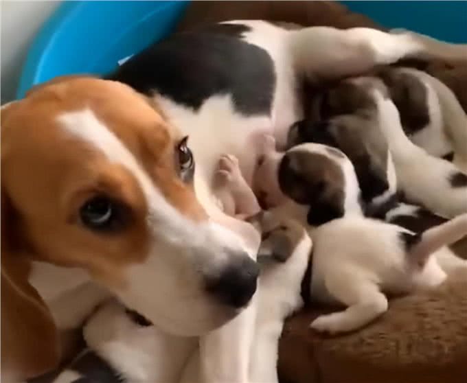7只纯种比格犬被遗弃在路边，众人十分不解：品种犬也有人丢吗?