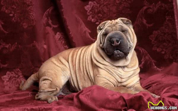 这种来自中国的古老犬种，据说还是最珍贵的犬种之一