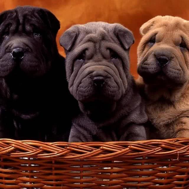 这种来自中国的古老犬种，据说还是最珍贵的犬种之一