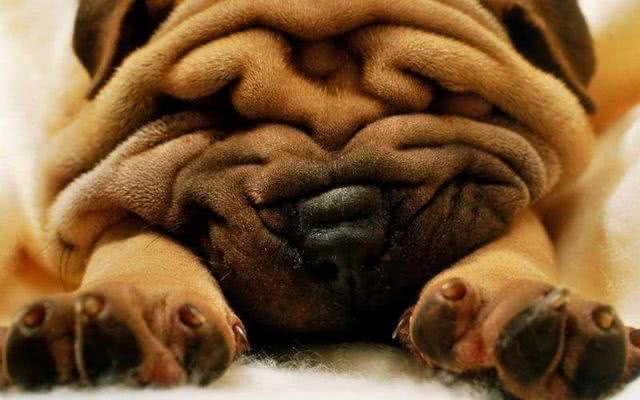 这种来自中国的古老犬种，据说还是最珍贵的犬种之一