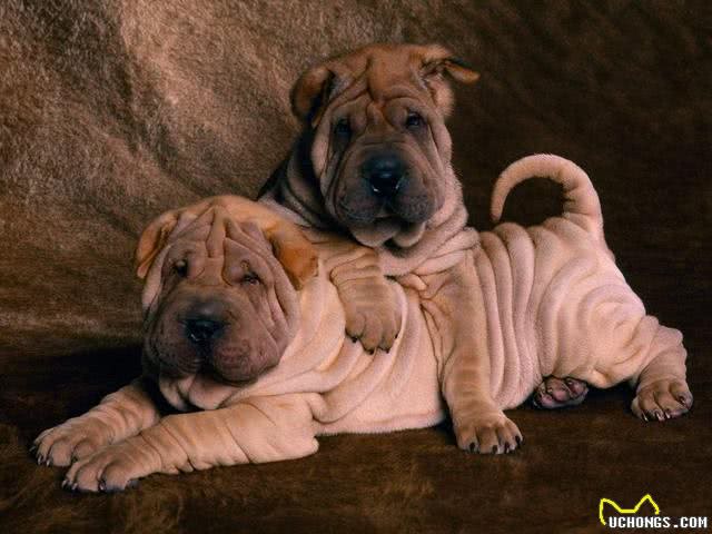 这种来自中国的古老犬种，据说还是最珍贵的犬种之一