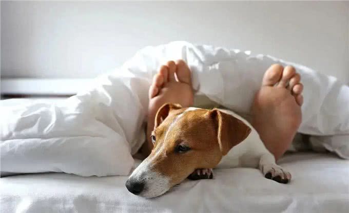 当狗狗爬上床，你和狗狗共床是否是爱，还是被动顺从?