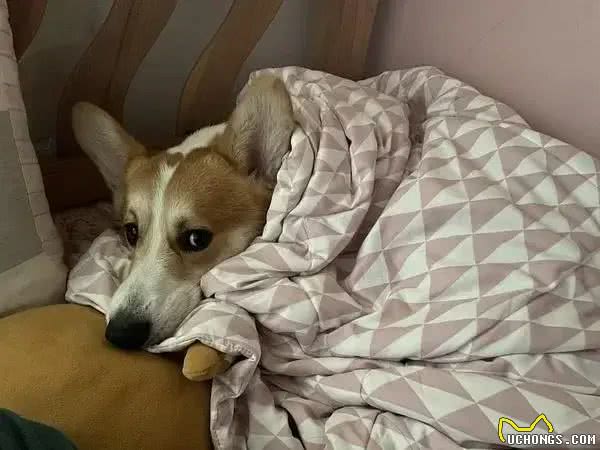 当狗狗爬上床，你和狗狗共床是否是爱，还是被动顺从?