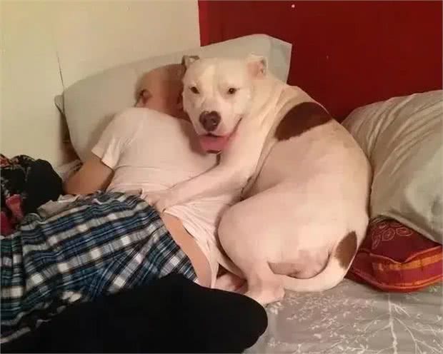 当狗狗爬上床，你和狗狗共床是否是爱，还是被动顺从?