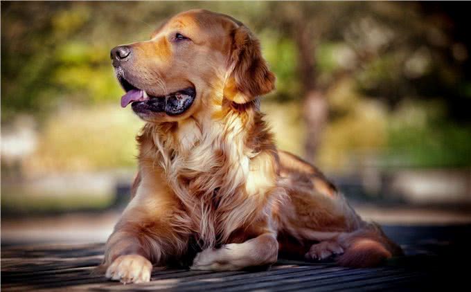 金毛犬老是掉毛，千万不能忽视