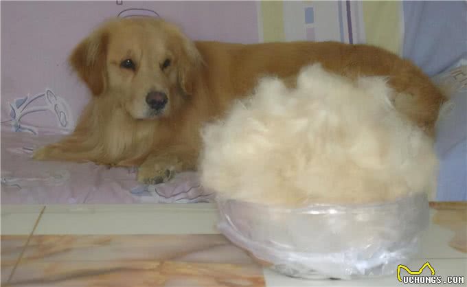 金毛犬老是掉毛，千万不能忽视