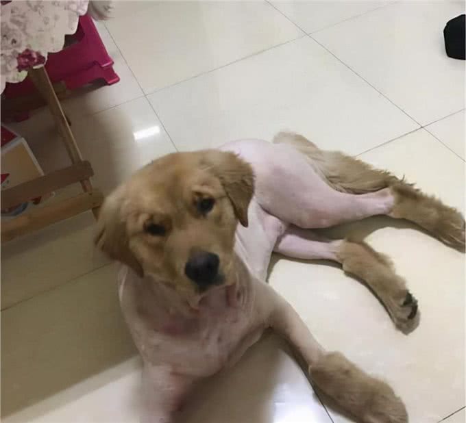 金毛犬老是掉毛，千万不能忽视