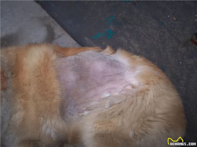 金毛犬老是掉毛，千万不能忽视