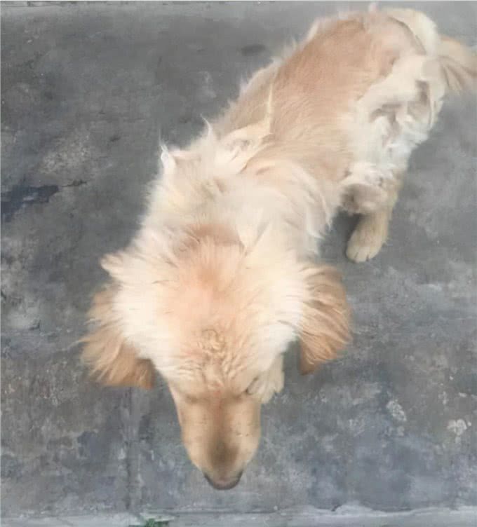 金毛犬老是掉毛，千万不能忽视
