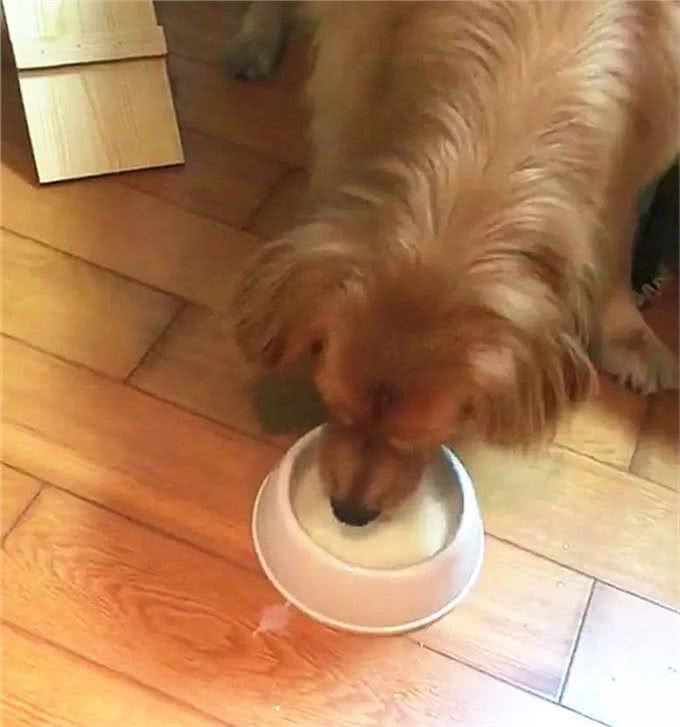 金毛犬老是掉毛，千万不能忽视