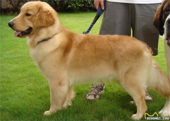 金毛犬老是掉毛，千万不能忽视