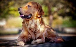 金毛犬老是掉毛，千万不能忽视