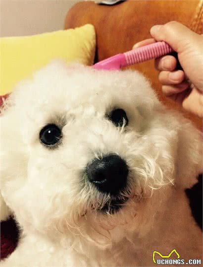 养好比熊犬最应该注意的5个问题
