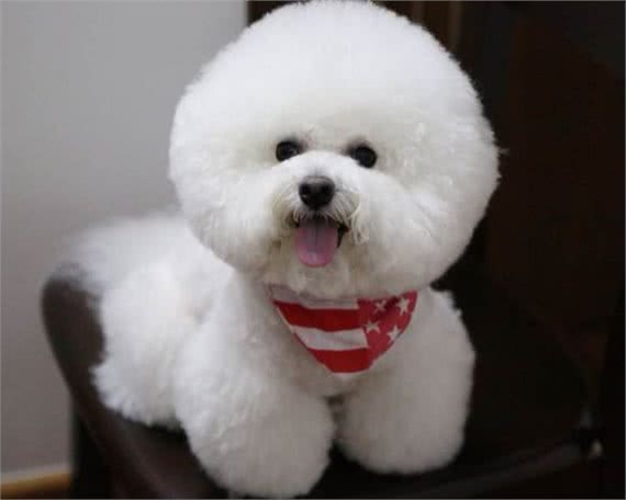 养好比熊犬最应该注意的5个问题