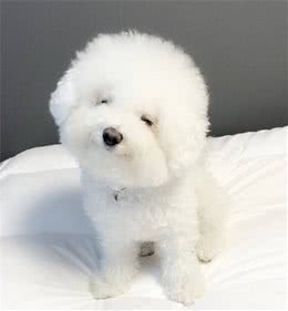 养好比熊犬最应该注意的5个问题