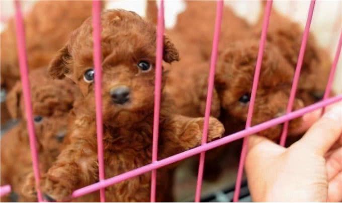 泰迪犬不是越贵越好，有这5个特征，都是好狗