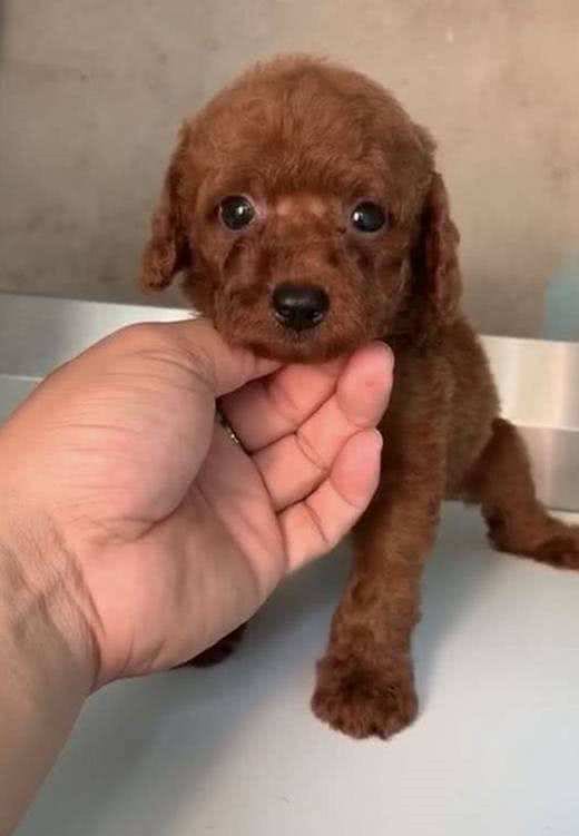 泰迪犬不是越贵越好，有这5个特征，都是好狗