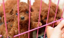 泰迪犬不是越贵越好，有这5个特征，都是好狗