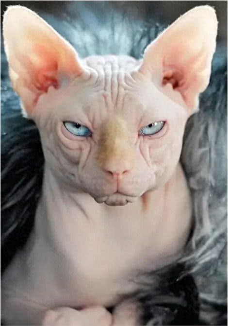 被称为狗猫的斯芬克斯猫，为什么没有毛?