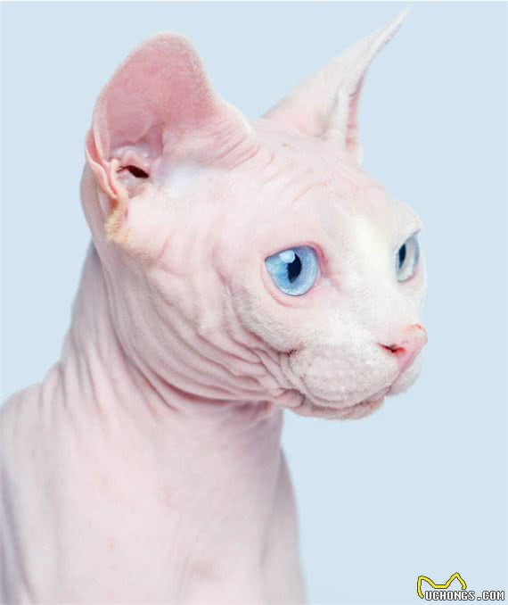 被称为狗猫的斯芬克斯猫，为什么没有毛?