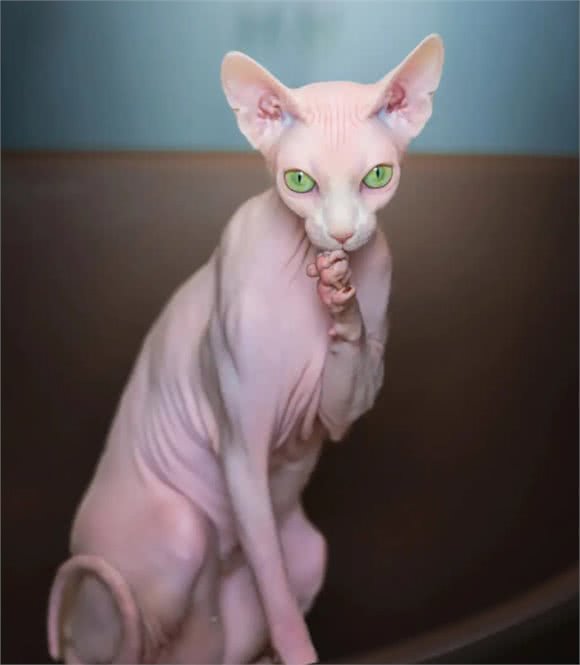 被称为狗猫的斯芬克斯猫，为什么没有毛?