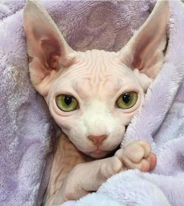 被称为狗猫的斯芬克斯猫，为什么没有毛?