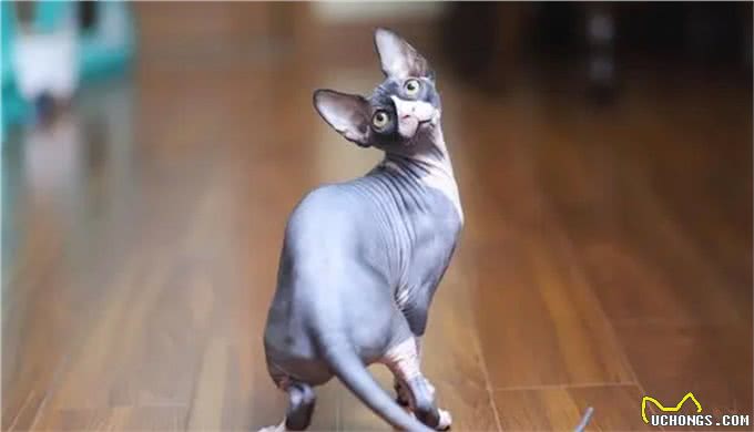 被称为狗猫的斯芬克斯猫，为什么没有毛?