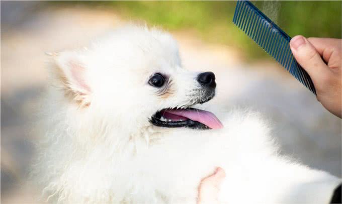 喂养博美犬有什么禁忌?