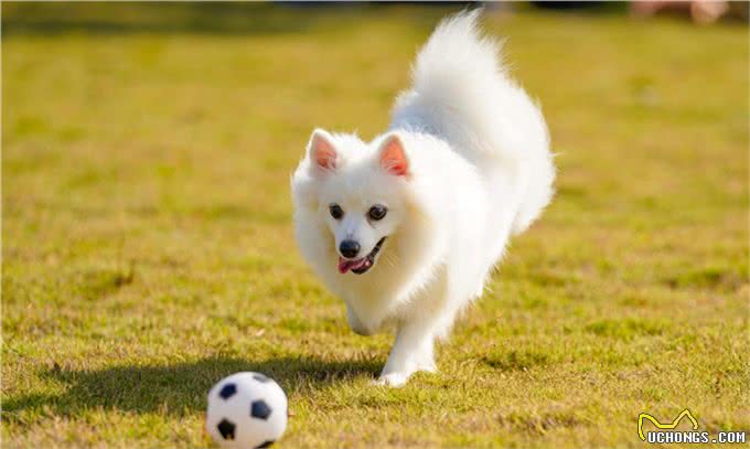 喂养博美犬有什么禁忌?